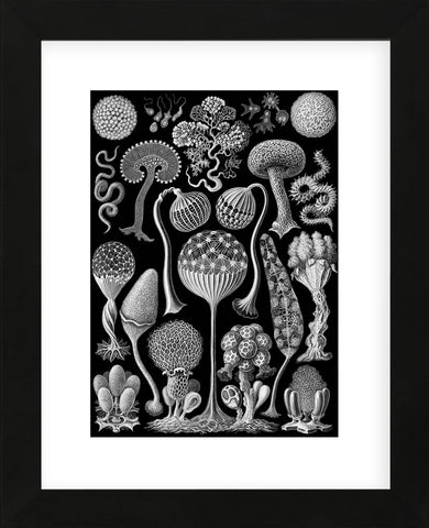 Microscopic Mycetozoa (Framed) -  Ernst Haeckel - McGaw Graphics
