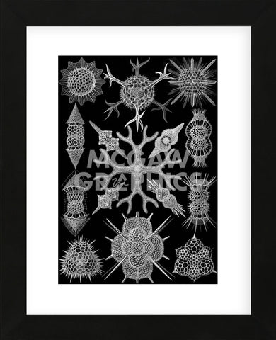 Microscopic Spumellaria (Framed) -  Ernst Haeckel - McGaw Graphics