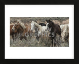 Pasture Pals (color) (Framed) -  Barry Hart - McGaw Graphics