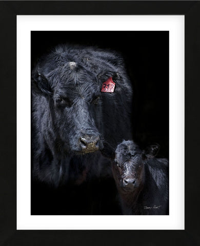 Black Angus (Framed) -  Barry Hart - McGaw Graphics