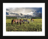 Pammie’s Pasture (Framed) -  Barry Hart - McGaw Graphics