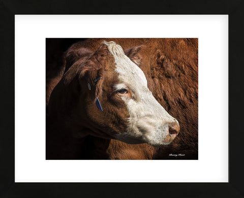 Cow #3 (Framed) -  Barry Hart - McGaw Graphics