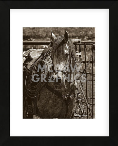 Arabian Working Cow Horse (Framed) -  Barry Hart - McGaw Graphics