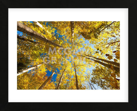 Aspens on the Canon Brook Trail (Framed) -  Michael Hudson - McGaw Graphics
