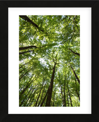 Woods, Shenandoah National Park (Framed) -  Michael Hudson - McGaw Graphics