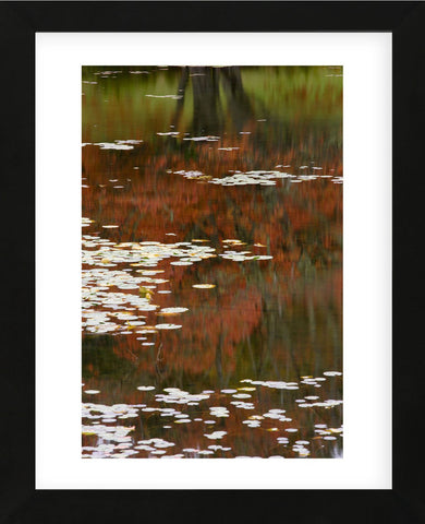 Lily Pads and Red Maple (Framed) -  Michael Hudson - McGaw Graphics