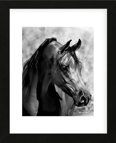 Magnum Force (b/w) (Framed) -  Barry Hart - McGaw Graphics