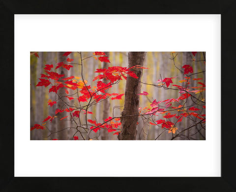 Autumn Leaves Near The Great Meadow (Framed) -  Michael Hudson - McGaw Graphics