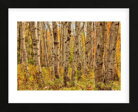 Birch Trees, Acadia (Framed) -  Michael Hudson - McGaw Graphics