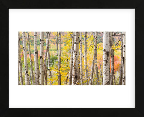 Autumn Woods, Acadia (Framed) -  Michael Hudson - McGaw Graphics