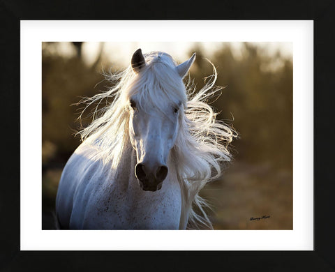 Free Spirit (Framed) -  Barry Hart - McGaw Graphics