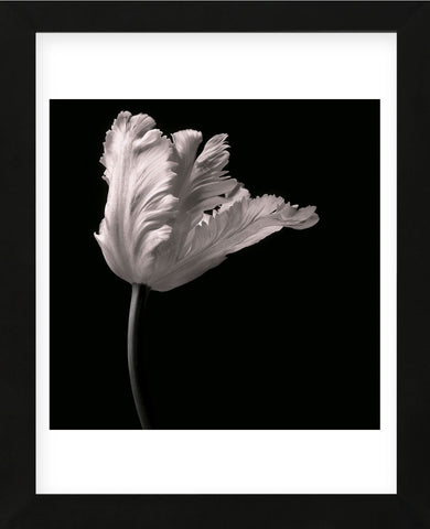 Parrot Tulip (Framed) -  Michael Harrison - McGaw Graphics