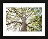 Enticing Oak (Framed) -  Michael Hudson - McGaw Graphics