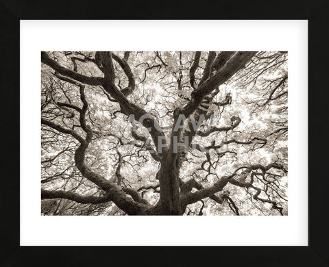 Ancient Oak (Framed) -  Michael Hudson - McGaw Graphics