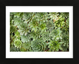 Echeveria I (Framed) -  Michael Hudson - McGaw Graphics