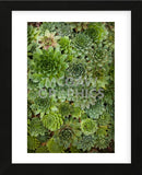 Echeveria II (Framed) -  Michael Hudson - McGaw Graphics