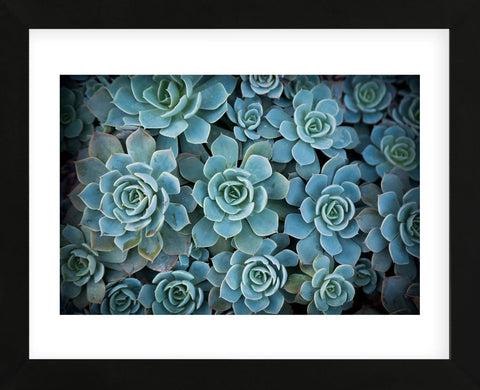 Echeveria III (Framed) -  Michael Hudson - McGaw Graphics