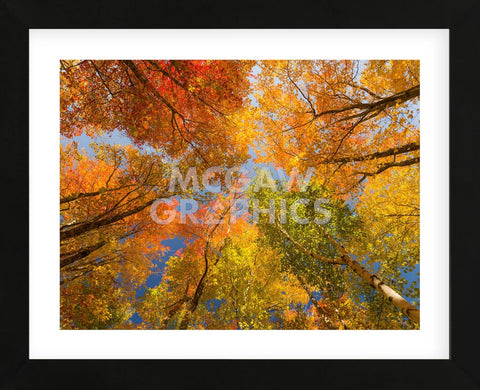 Autumn Spendour (Framed) -  Michael Hudson - McGaw Graphics