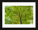 Maple Leaf Profusion (Framed) -  Michael Hudson - McGaw Graphics