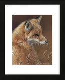 Curious - Red Fox  (Framed) -  Joni Johnson-Godsy - McGaw Graphics