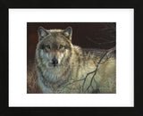 Uninterrupted Stare - Gray Wolf  (Framed) -  Joni Johnson-Godsy - McGaw Graphics