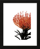 Orange Protea 1  (Framed) -  Jenny Kraft - McGaw Graphics