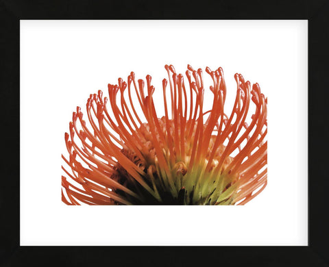 Orange Protea 2  (Framed) -  Jenny Kraft - McGaw Graphics