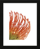 Orange Protea 5  (Framed) -  Jenny Kraft - McGaw Graphics