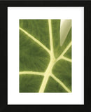 Tropical Veins  (Framed) -  Jenny Kraft - McGaw Graphics