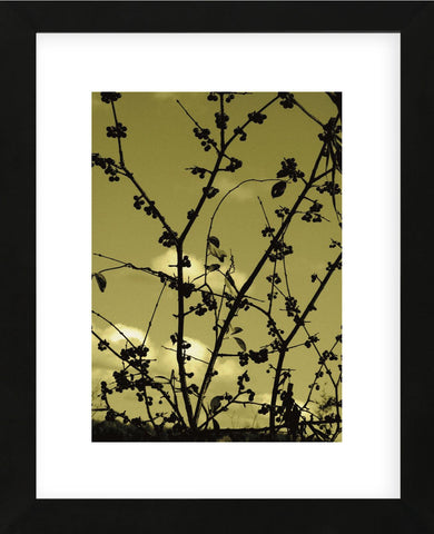 Autumn Branch (sepia)  (Framed) -  Jenny Kraft - McGaw Graphics