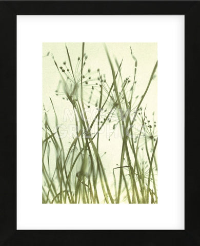 Watery Grasses 1  (Framed) -  Jenny Kraft - McGaw Graphics
