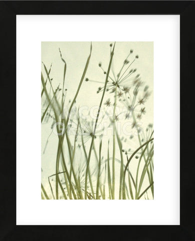 Watery Grasses 2  (Framed) -  Jenny Kraft - McGaw Graphics