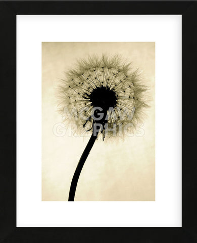 Backlit Dandelion  (Framed) -  Jenny Kraft - McGaw Graphics