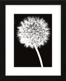 Dandelion  (Framed) -  Jenny Kraft - McGaw Graphics