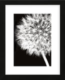 Dandelion Crop  (Framed) -  Jenny Kraft - McGaw Graphics