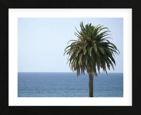 Palm at Moonlight Beach  (Framed) -  Jenny Kraft - McGaw Graphics