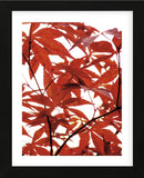 Sunlit Maple 1  (Framed) -  Jenny Kraft - McGaw Graphics