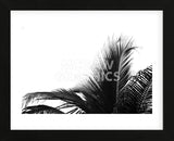 Palms 2  (Framed) -  Jamie Kingham - McGaw Graphics