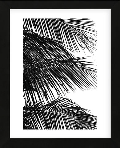 Palms 4  (Framed) -  Jamie Kingham - McGaw Graphics