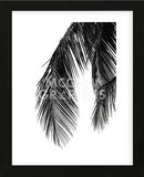 Palms 5  (Framed) -  Jamie Kingham - McGaw Graphics