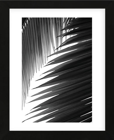 Palms 6  (Framed) -  Jamie Kingham - McGaw Graphics