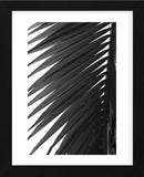 Palms 7  (Framed) -  Jamie Kingham - McGaw Graphics