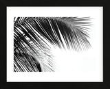 Palms 11  (Framed) -  Jamie Kingham - McGaw Graphics