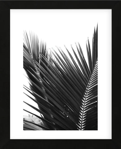 Palms 12  (Framed) -  Jamie Kingham - McGaw Graphics