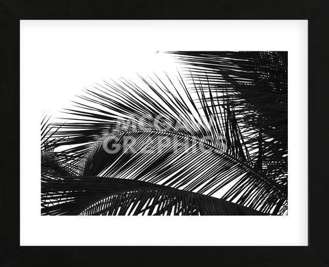 Palms 13  (Framed) -  Jamie Kingham - McGaw Graphics