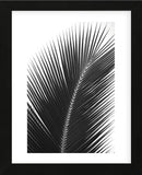 Palms 14  (Framed) -  Jamie Kingham - McGaw Graphics