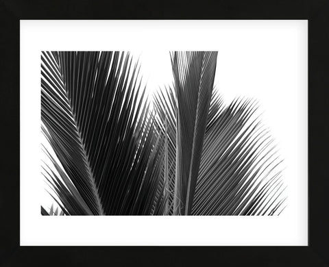 Palms 15  (Framed) -  Jamie Kingham - McGaw Graphics