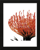 Orange Protea 1 (detail)  (Framed) -  Jenny Kraft - McGaw Graphics