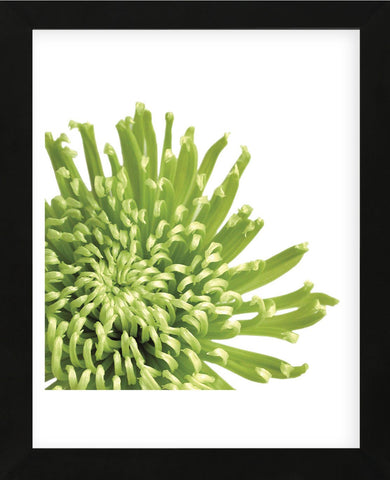 Green Bloom 3 (detail)  (Framed) -  Jenny Kraft - McGaw Graphics