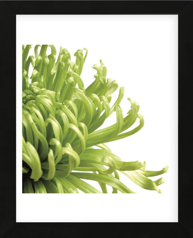 Green Bloom 2 (detail) (Framed) -  Jenny Kraft - McGaw Graphics